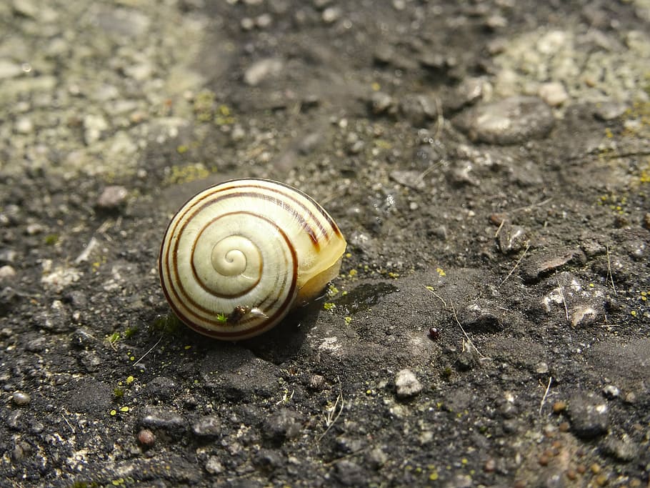 shell, snail, housing, close, mollusk, nature, slowly, spiral HD wallpaper