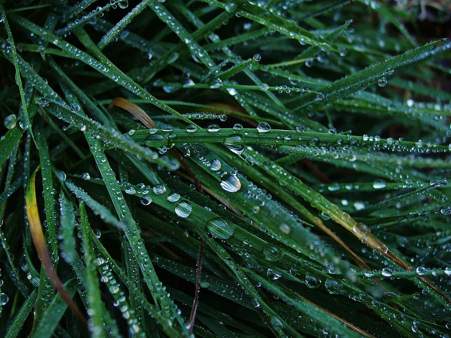 dew, grass, green, drops, macro, lawn, dewdrop, sheet, wet HD wallpaper