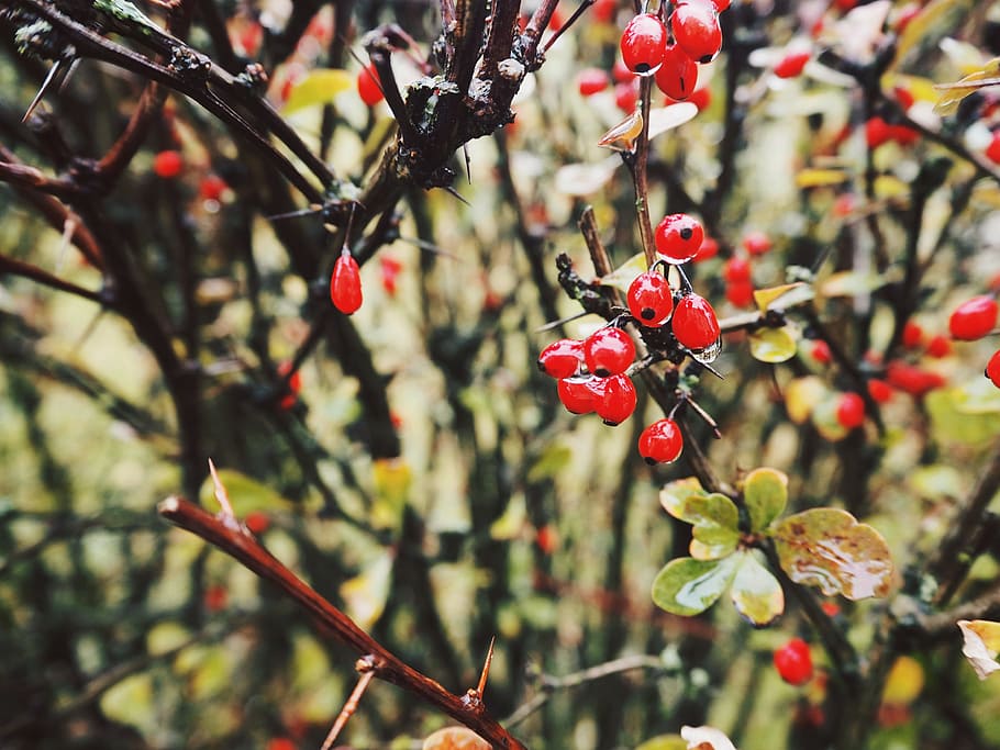 Close-up Photo of Red Berries, blur, branch, bright, delicate HD wallpaper