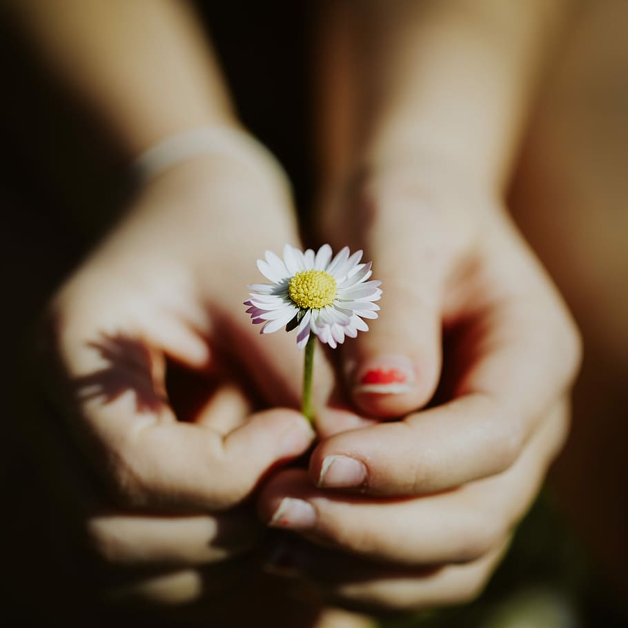 HD wallpaper: person holding white daisy flower, close up photo of