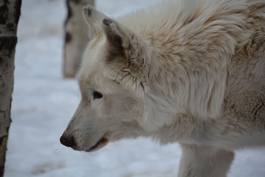 white fox on white surface, Wolf, Snow, Profile, Outside, winter HD wallpaper