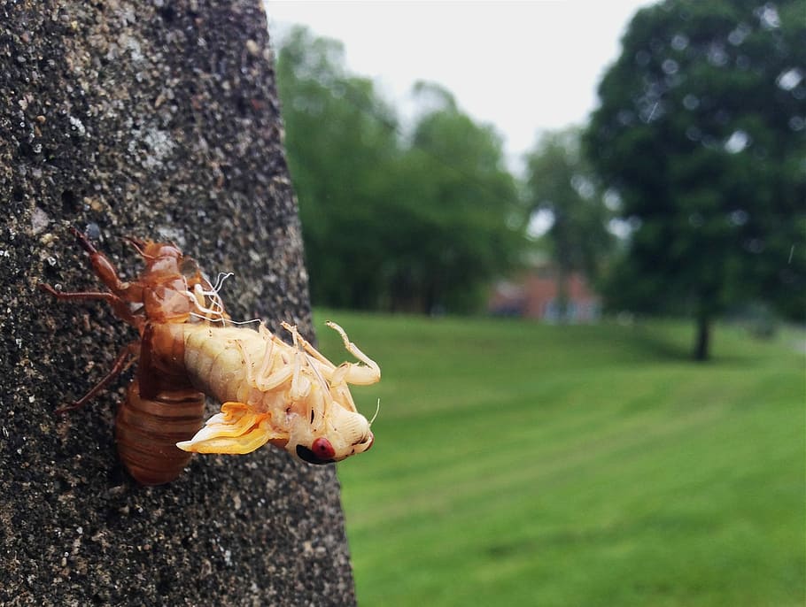 Cicada, Molting, Ecdysis, Shell, magicicada, moulting, 17-year HD wallpaper