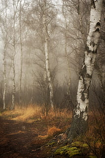 forest trees painting, moor, peat, birch, birch forest, tribe HD wallpaper