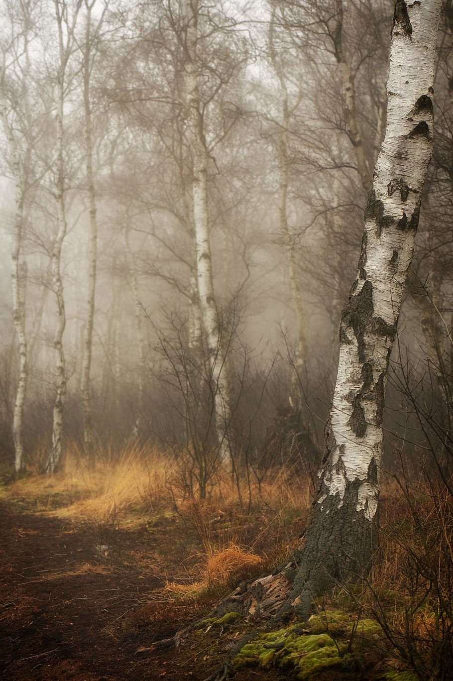 forest trees painting, moor, peat, birch, birch forest, tribe