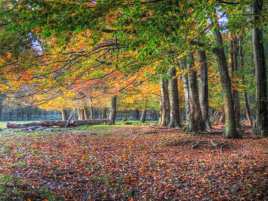 restored, forest, leaves, tree, autumn, plant, plant part, leaf HD wallpaper