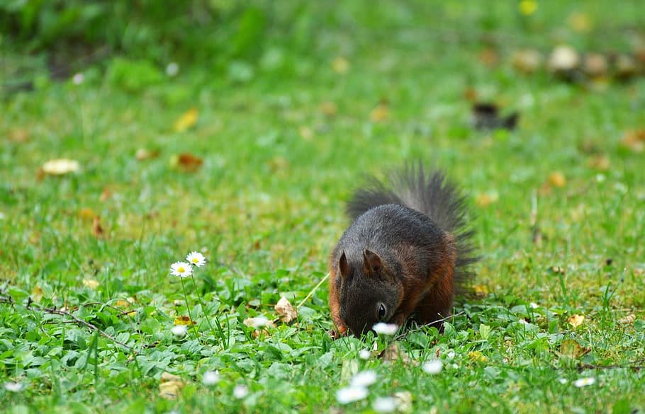 squirrel, nager, rodent, cute, nature, cheeky, animal, garden HD wallpaper