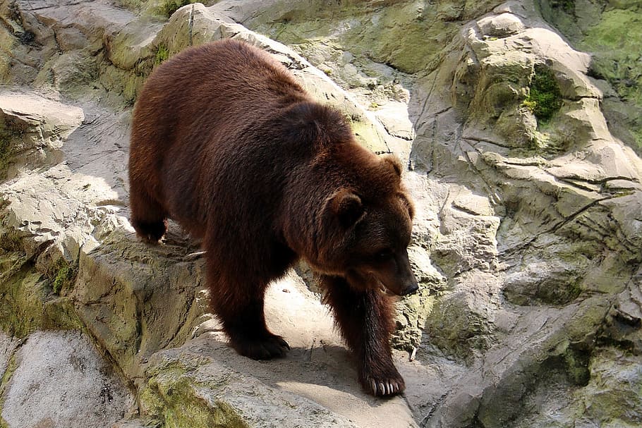 brown grizzly bear, zoo, lüneburg heath, animal, forest, wild, HD wallpaper