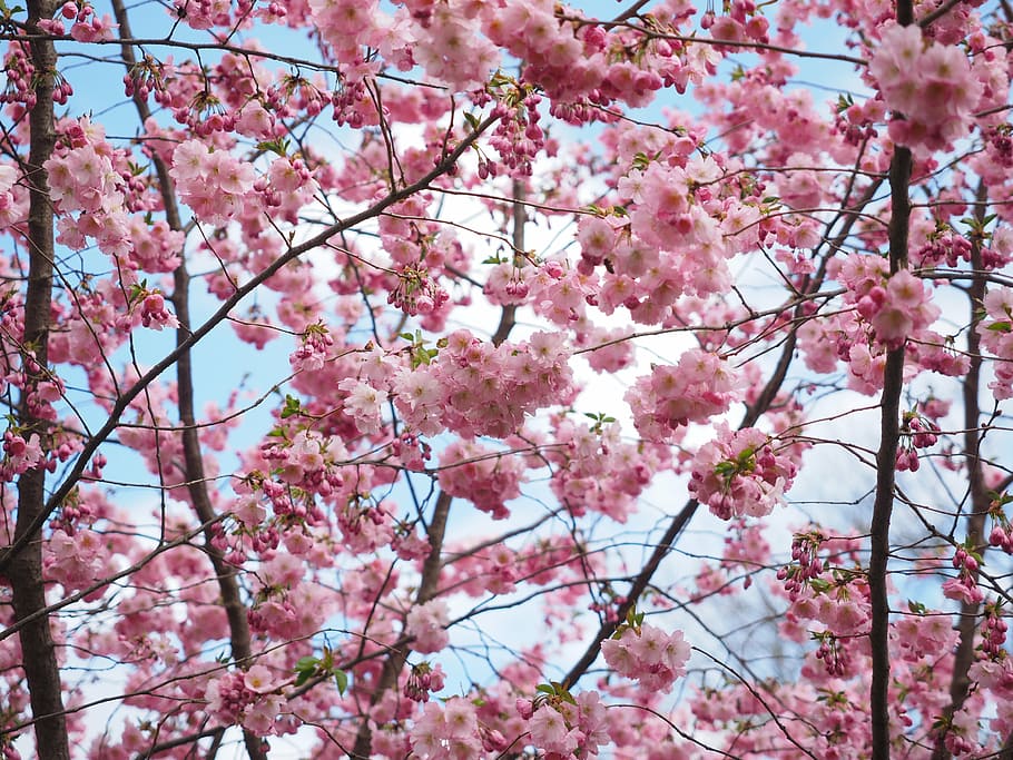cherry blossoms under cloudy sky at daytime, flowers, pink HD wallpaper