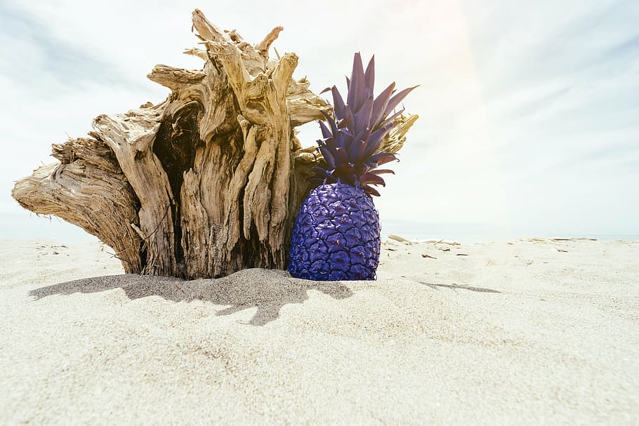 blue pineapple beside driftwood, dessert, appetizer, fruit HD wallpaper
