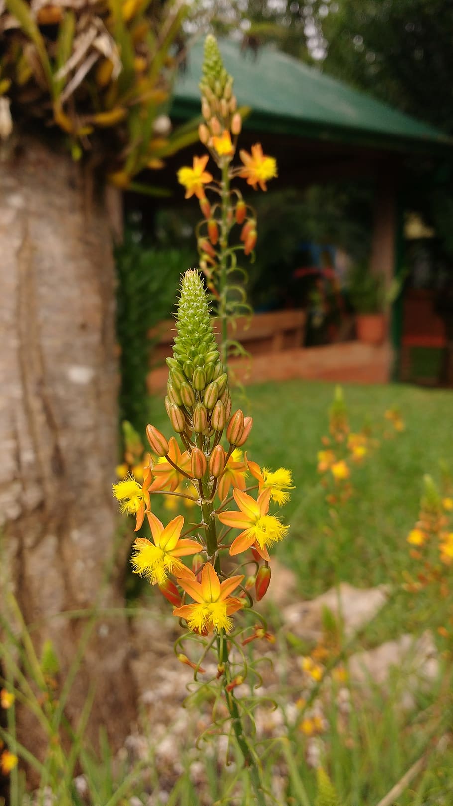 photo, camera, cellular, mobile, flower, flowering plant, growth HD wallpaper