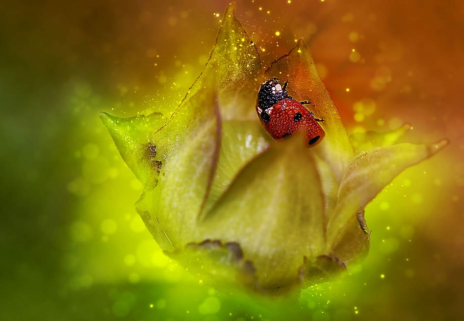 ladybug, red, insect, spring, season, nature, green, plant HD wallpaper