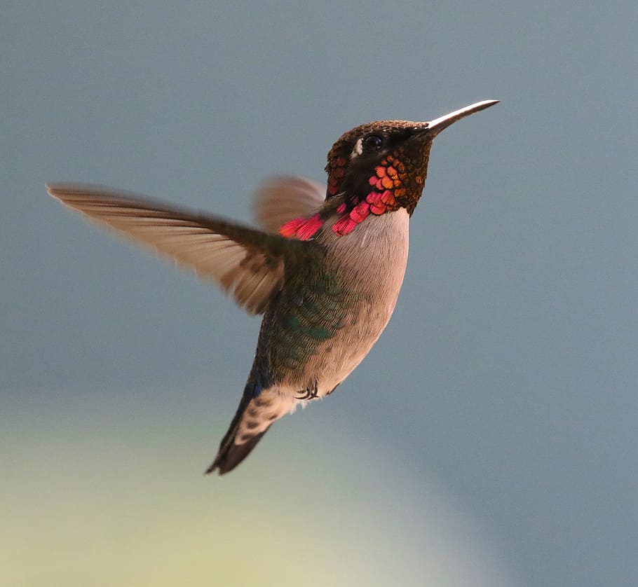 gray and red hummingbird flying mid air at daytime, cuba, bee hummingbird, HD wallpaper