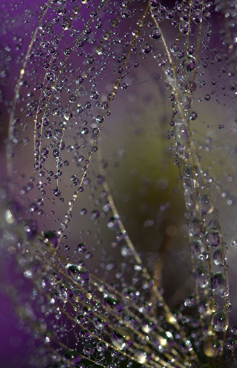 dandelion, macro, drops, water, plant, wet, coloring, close-up HD wallpaper