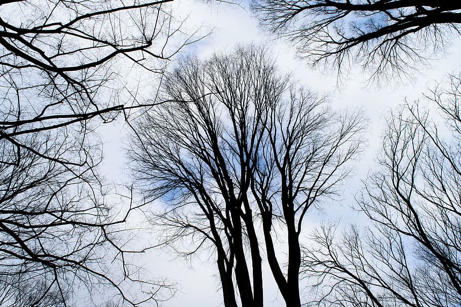 sky, trees, forest, centralpark, nyc, grass, meadow, lonely HD wallpaper