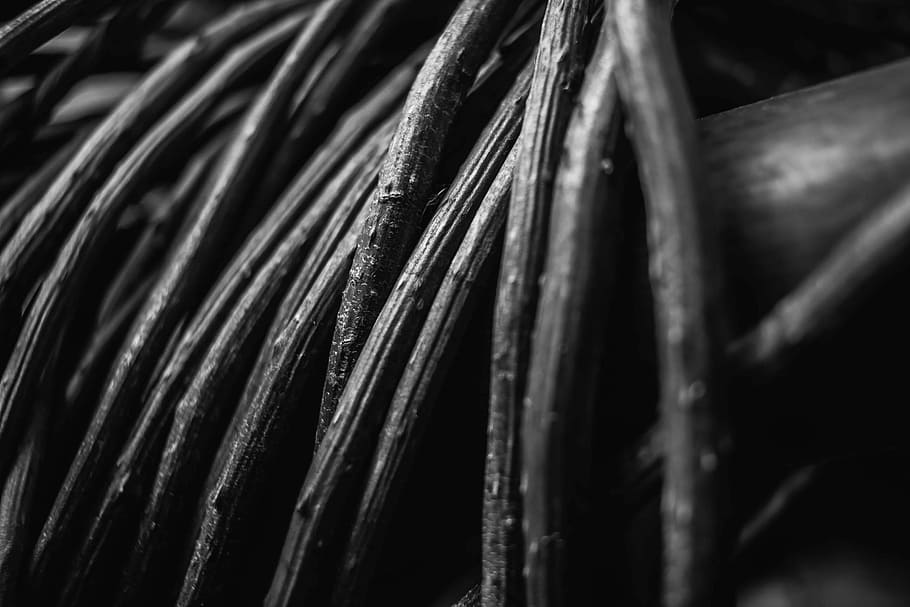 grayscale photography of strings, grayscale photo of plant, vine HD wallpaper