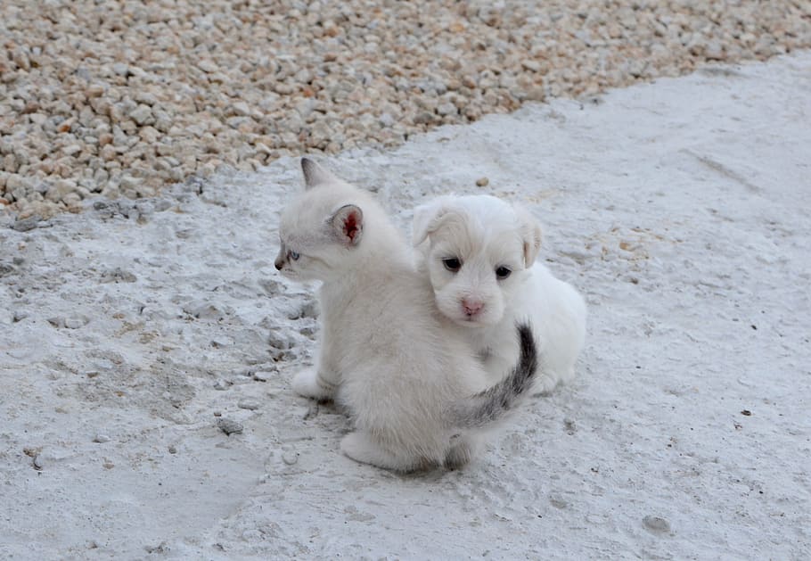 white puppy and white kitten outdoor, dog cat, hug, tenderness, HD wallpaper