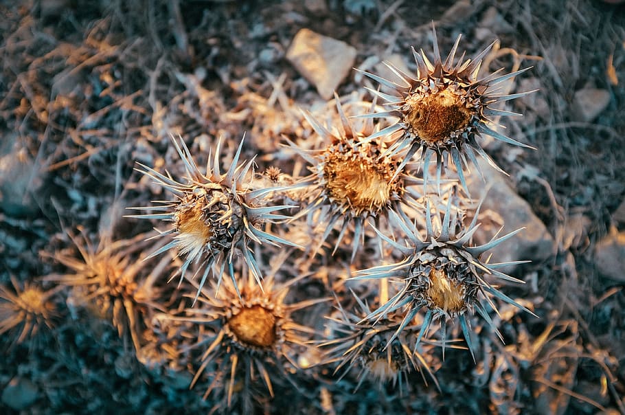 untitled, decay, bloom, nature, botany, botanist, floral, winter HD wallpaper