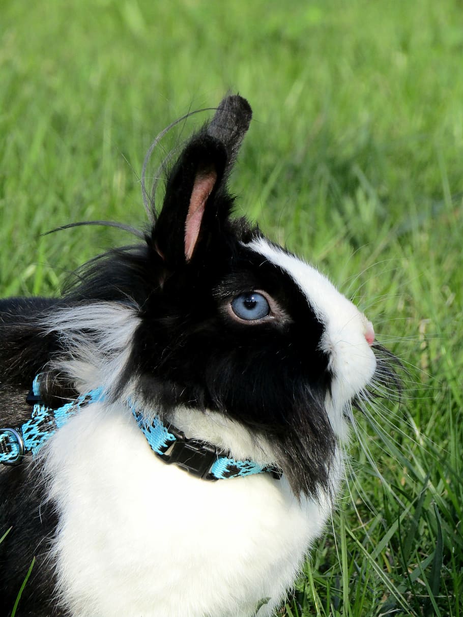 rabbit, bunny, ušák, white, stunted, pet, cute, cub, animal HD wallpaper