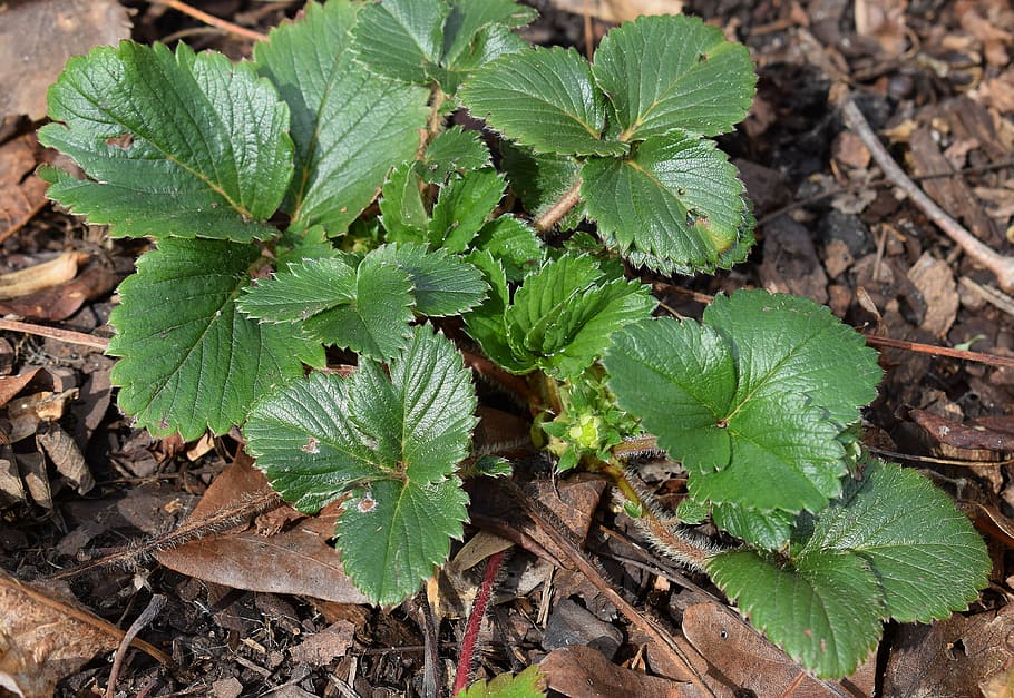strawberry plant with buds, garden, fruit, bud leaves, foliage