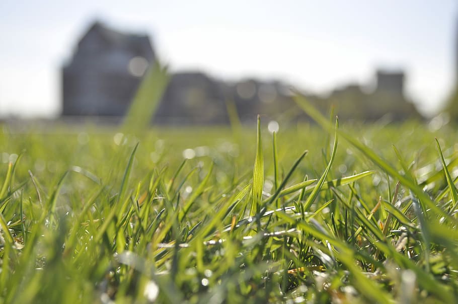 Grass, Nature, Spring, Outdoor, summer, natural, green, lawn HD wallpaper
