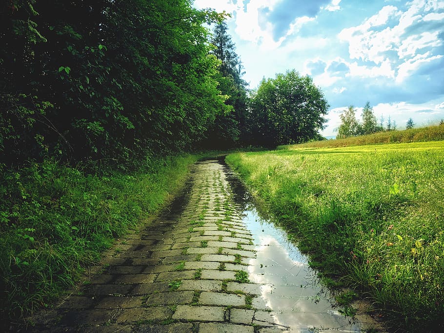 forest, wet, rain, pavement, paved, green, nature, outdoor HD wallpaper