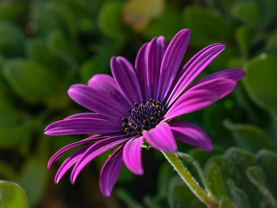 selective focus photography of purple clustered flower, african daisy, HD wallpaper