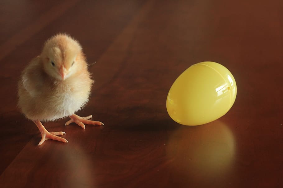 easter, chick, holiday, egg, spring, chicken, decoration, cute HD wallpaper