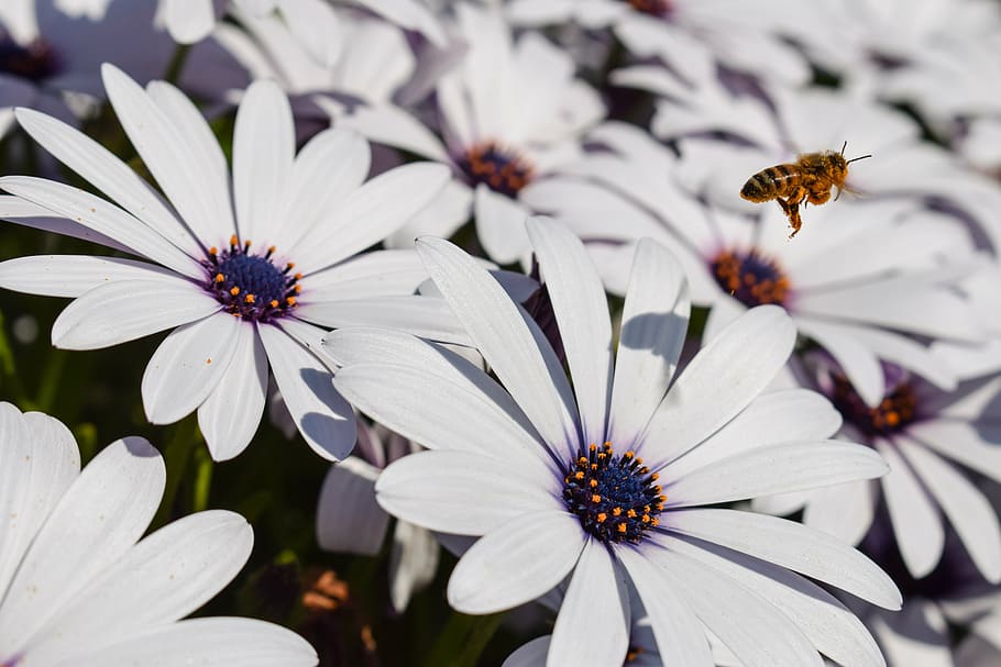 bee, flowers, nature, spring, blossom, white, springtime, bright HD wallpaper