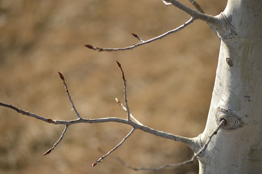 birch, branch, light, forest, tree, nature, bare, empty, young HD wallpaper