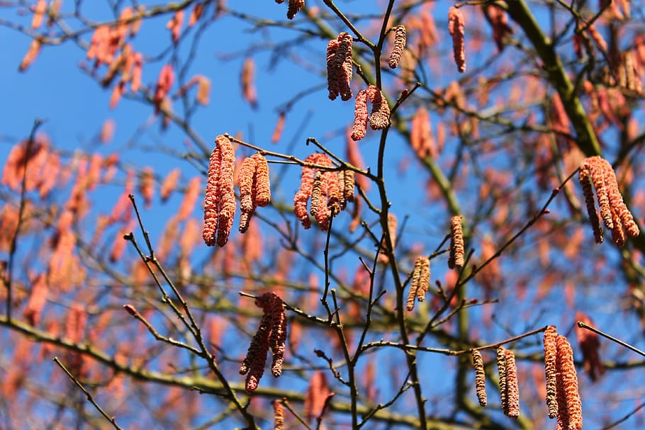 tree, landscape, crown, nature, sky, branches, blue, plant HD wallpaper