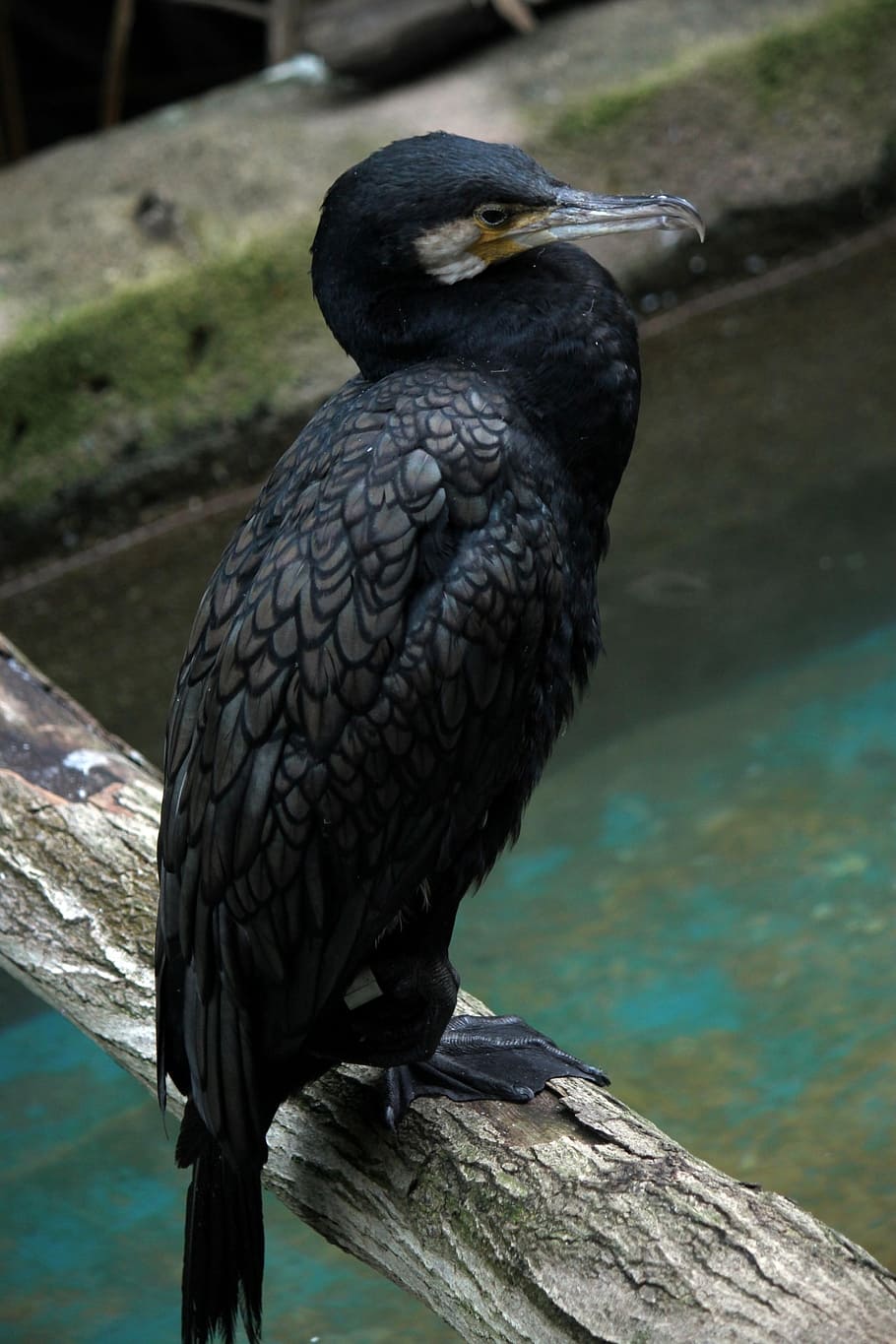 eagle, water, bird, fly, wings, feather, wildlife, beak, dom HD wallpaper
