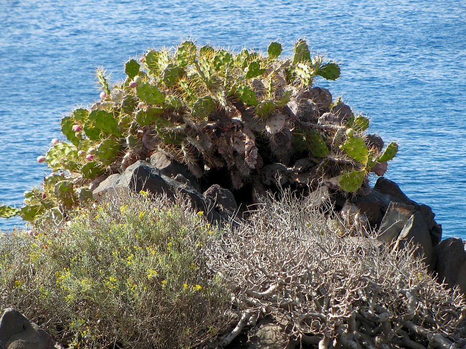 cactus, scrub, sea, water, beauty in nature, no people, plant HD wallpaper