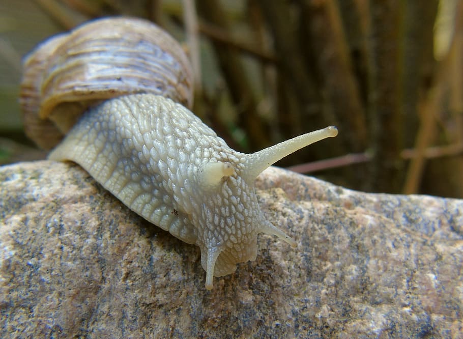 snail, shell, mucus, close up, macro, slowly, crawl, mollusk HD wallpaper