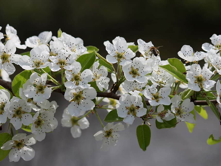 flowers, white, tree, fruit, casey, spring, flourished, flowering plant HD wallpaper