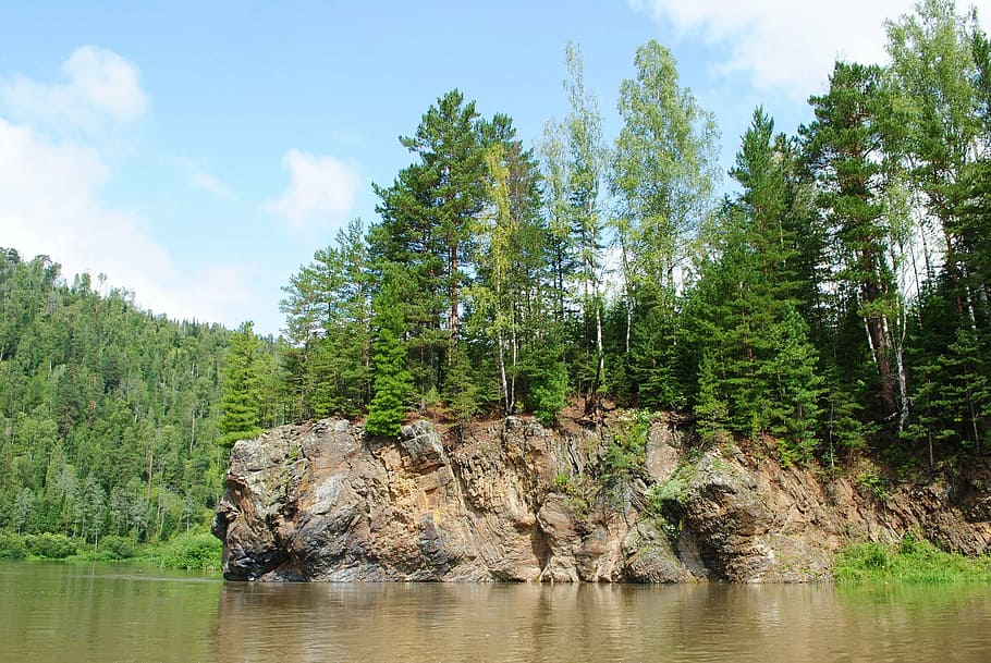 pine, forest, nature, river, tree, plant, beauty in nature HD wallpaper