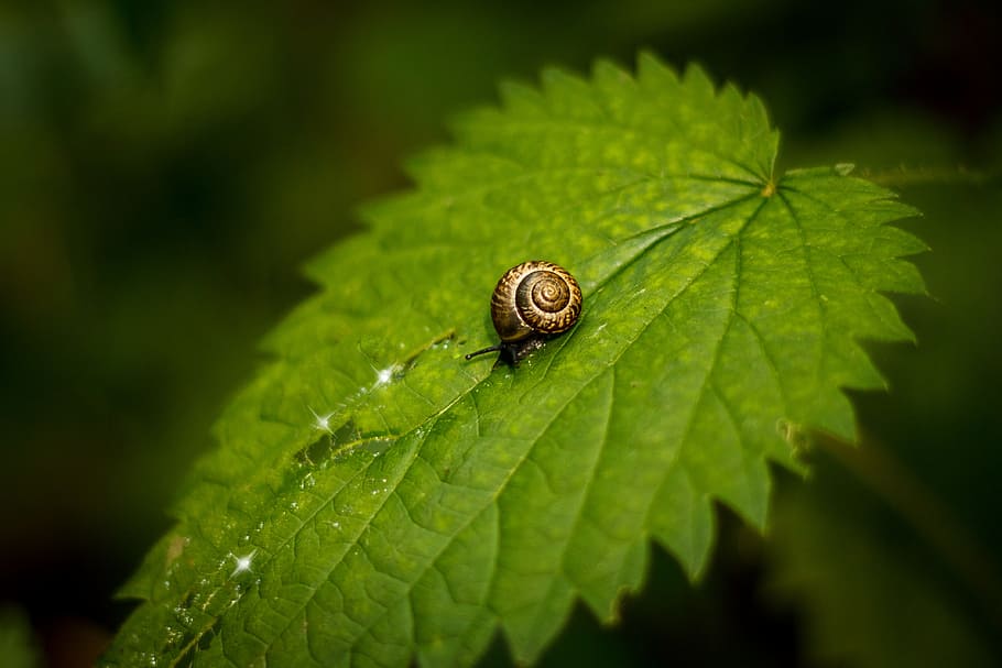 Snail, Sheet, Nettle, one animal, leaf, animal themes, animals in the wild HD wallpaper