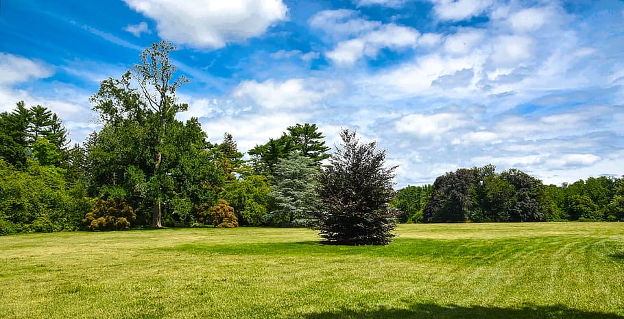 grass, nature, tree, panoramic, summer, plant, sky, landscape HD wallpaper