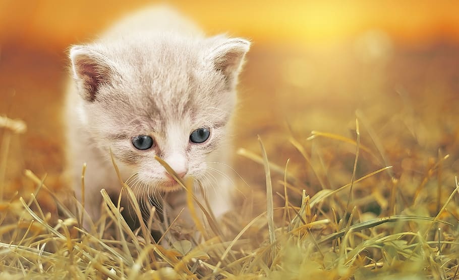 gray kitten on brown grass, cat, cute, cat baby, pet, animal, HD wallpaper