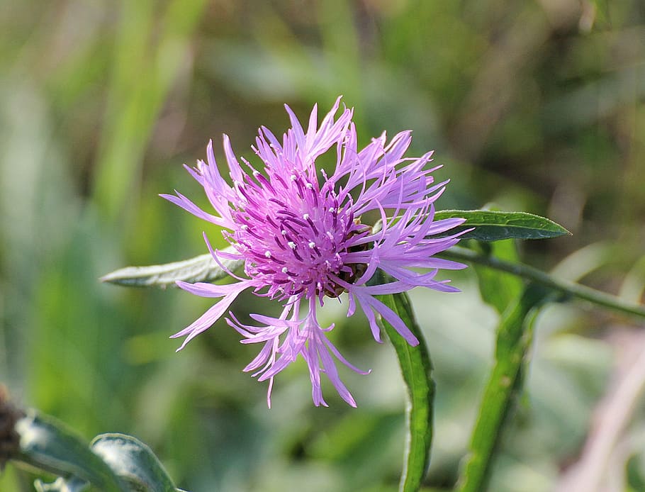 knapweed, centaurea, composites, asteraceae, blossom, bloom HD wallpaper