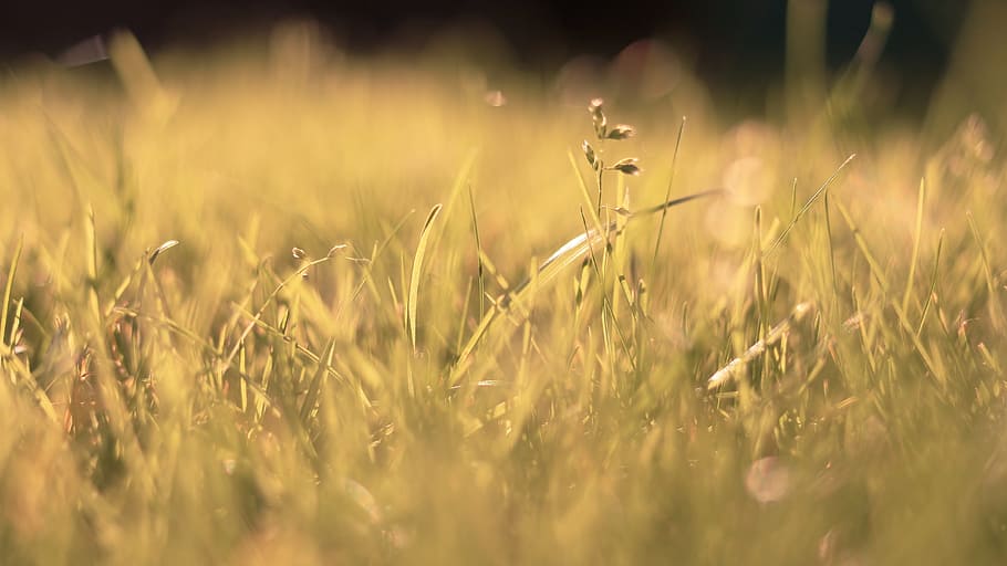 grass, field, plants, selective focus, land, growth, nature HD wallpaper