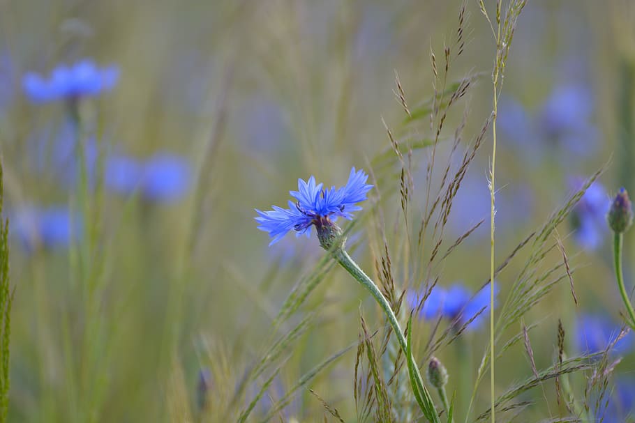 blue cornflowers in bloom at daytime, cornfield, summer, blossom HD wallpaper