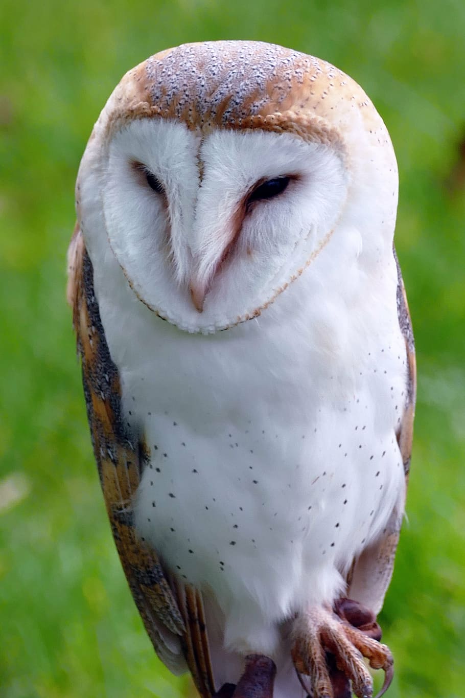 closeup photo of white owl, bird, barn owl, animal, wildlife