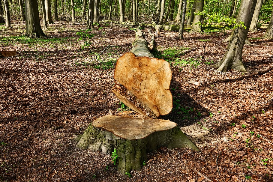 Hd Wallpaper Brown Tree Stump During Daytime Log Wood Cut Forest