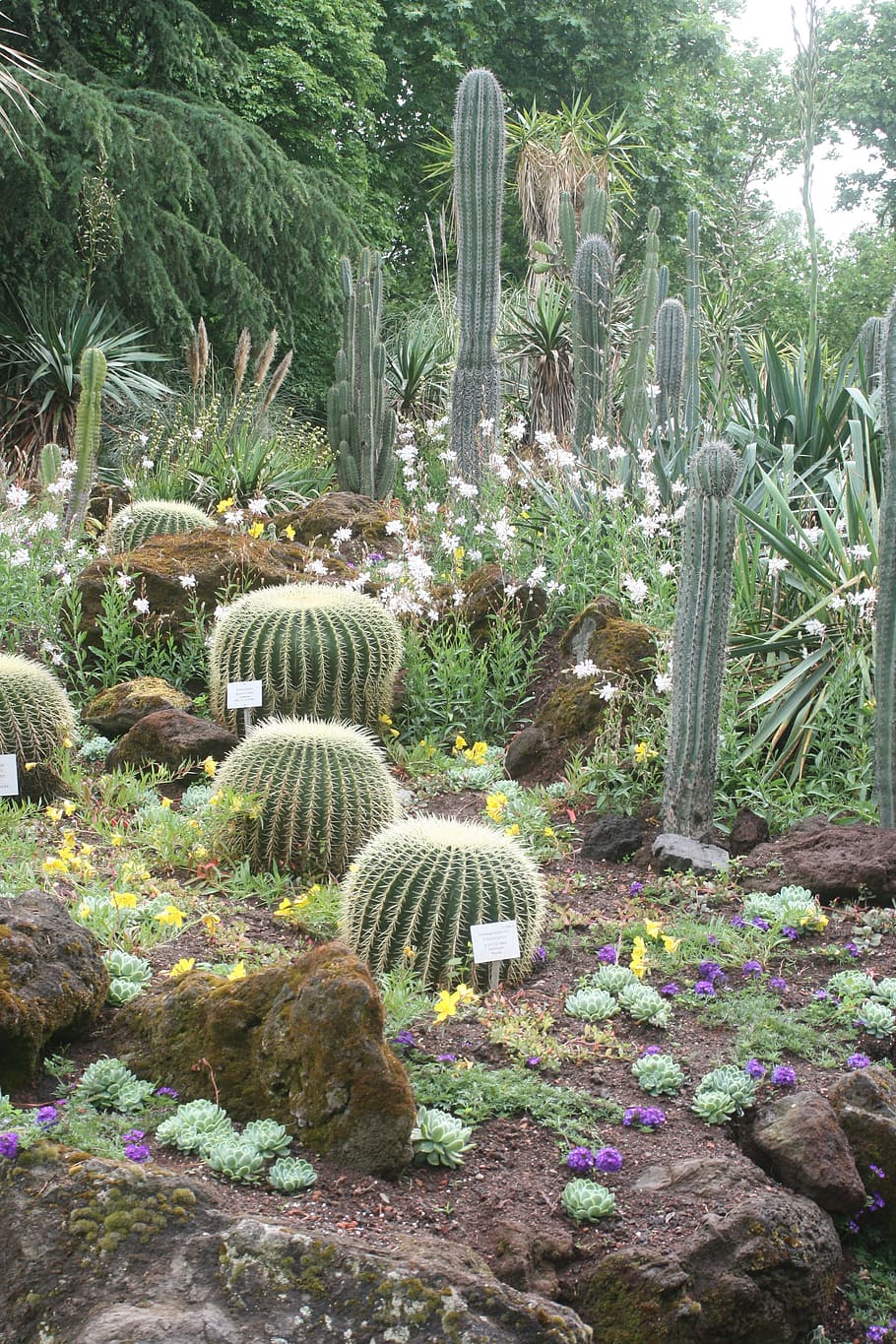 Cactus, Plant, Prickly, schwiegermuttersitz, spur, green, dry, HD wallpaper