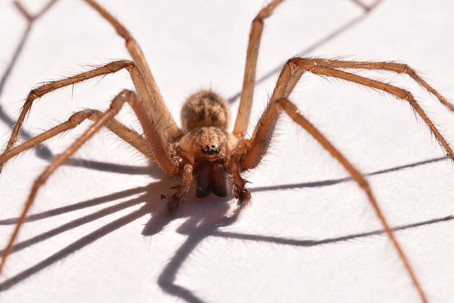 spider, arachnid, macro, nature, fauna, animal themes, invertebrate HD wallpaper