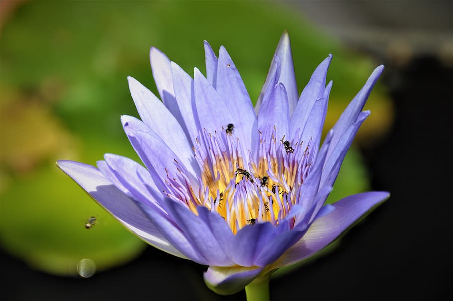 flower, nature, violet, flowering plant, beauty in nature, petal HD wallpaper