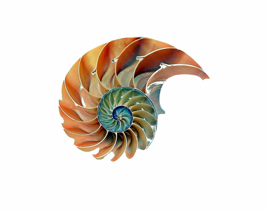 orange and green sea shell illustration, snail, nautilus, snail shell, HD wallpaper