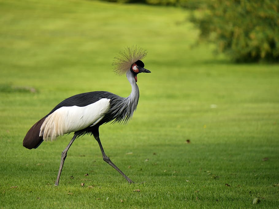 grey crowned crane, bird, animal world, headdress, spring crown, HD wallpaper