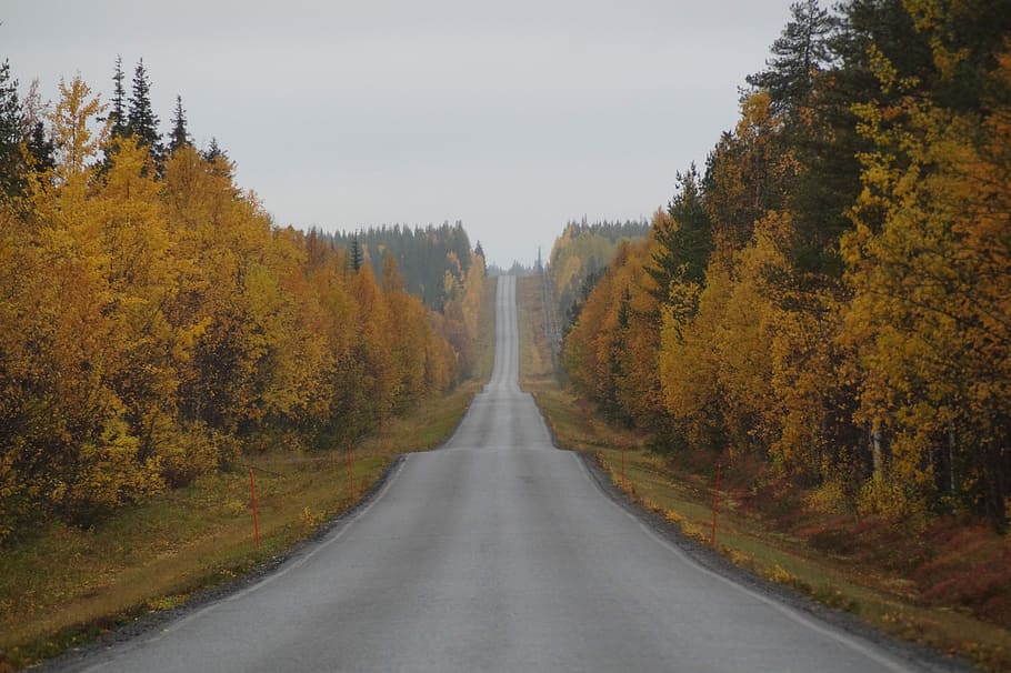 nature, tree, wood, fall, landscape, autumn, road, change, plant HD wallpaper