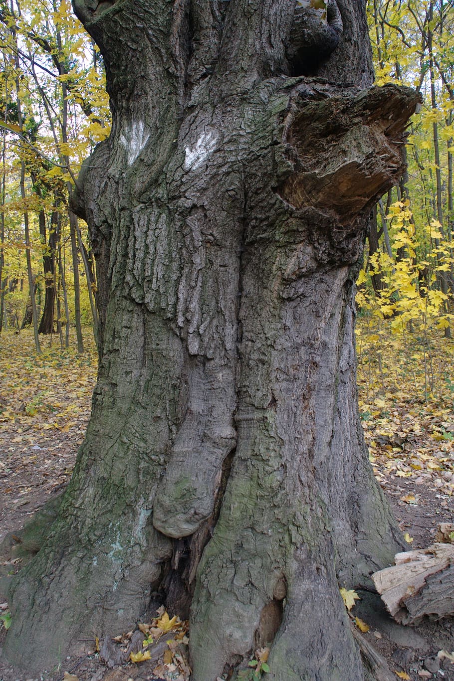 autumn, log, root, leaves, tree root, nature, tree trunk, plant HD wallpaper